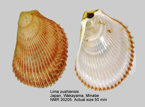 Lima zushiensis.jpg - Lima zushiensisYokoyama,1920